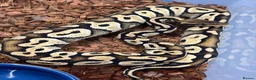 Python Snake reptiles for sale: Royal Pythons and other Pythons At Urban Exotics  - Advert 5