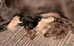 Labradoodle dogs for sale: ** RARE SILVER , CHOC & EBONY F1 LABRADOODLE PUPS  - Image 18