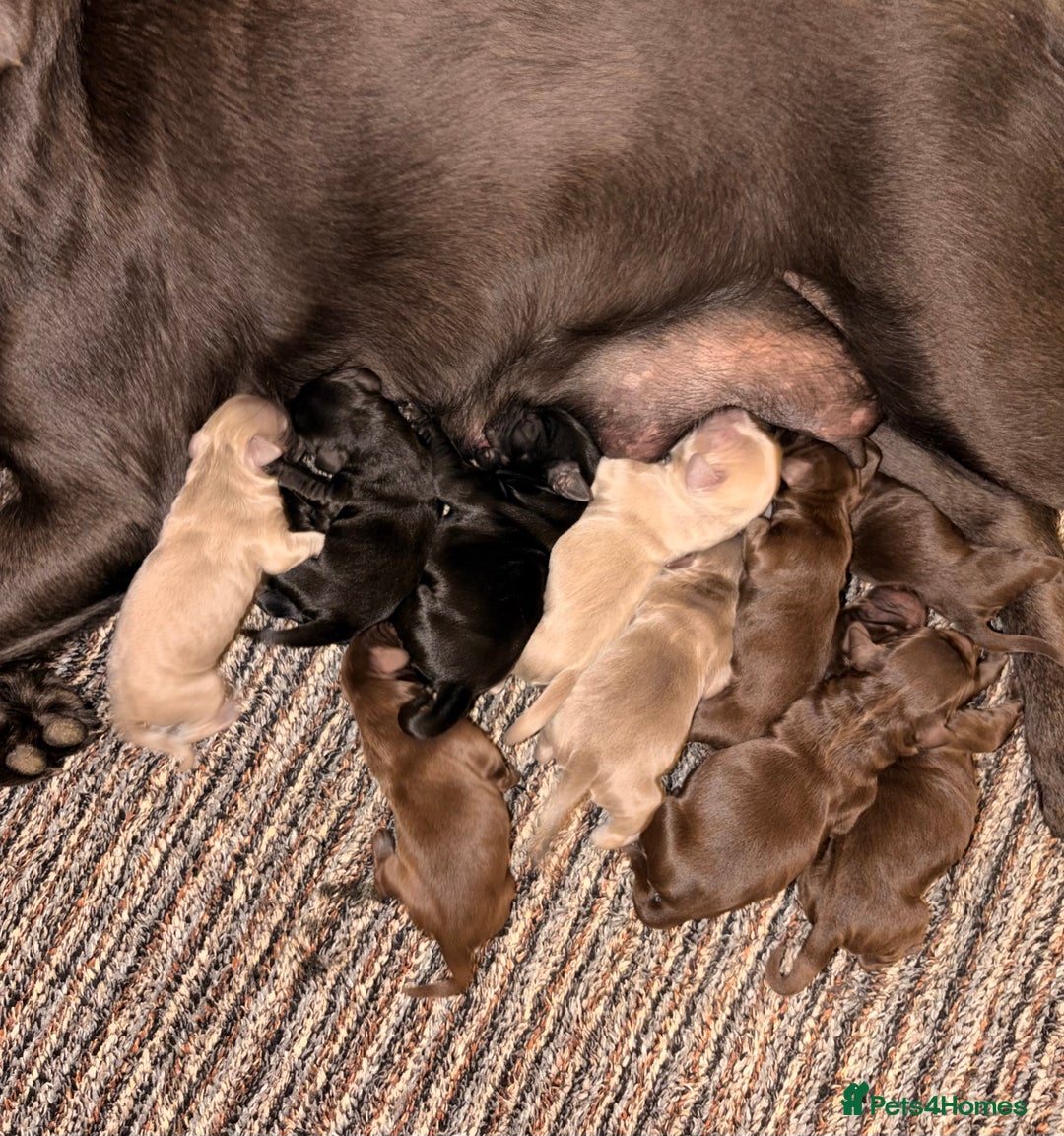 Labradoodle dogs for sale: ** RARE SILVER , CHOC & EBONY F1 LABRADOODLE PUPS  - Image 18