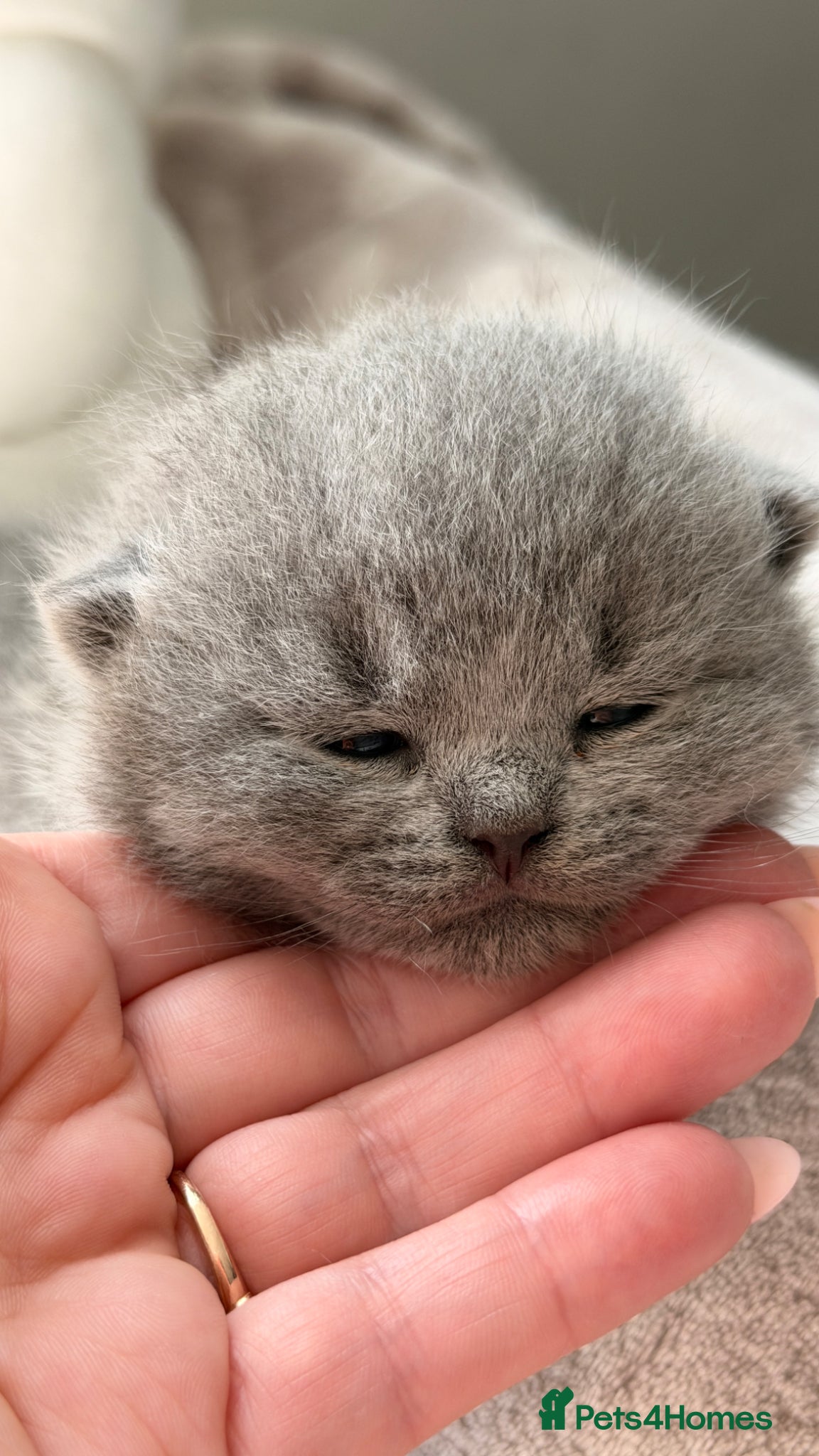 British Shorthair cats BRITISH BLUE KITTENS FROM CHAMPIONS LINE 🏆 - Advert 2