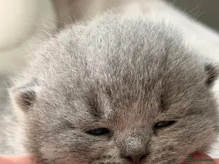 British Shorthair cats BRITISH BLUE KITTENS FROM CHAMPIONS LINE 🏆 - Advert 2