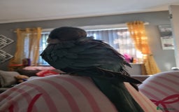 Parakeets birds for sale: 13 week old blue quaker parrot for sale  - Image 5