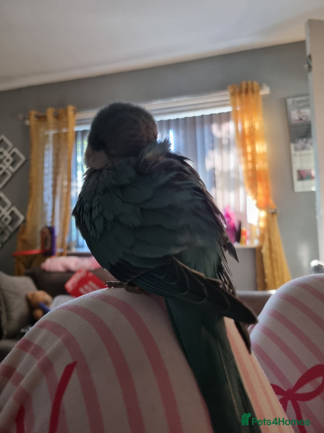 Parakeets birds for sale: 13 week old blue quaker parrot for sale  - Image 5