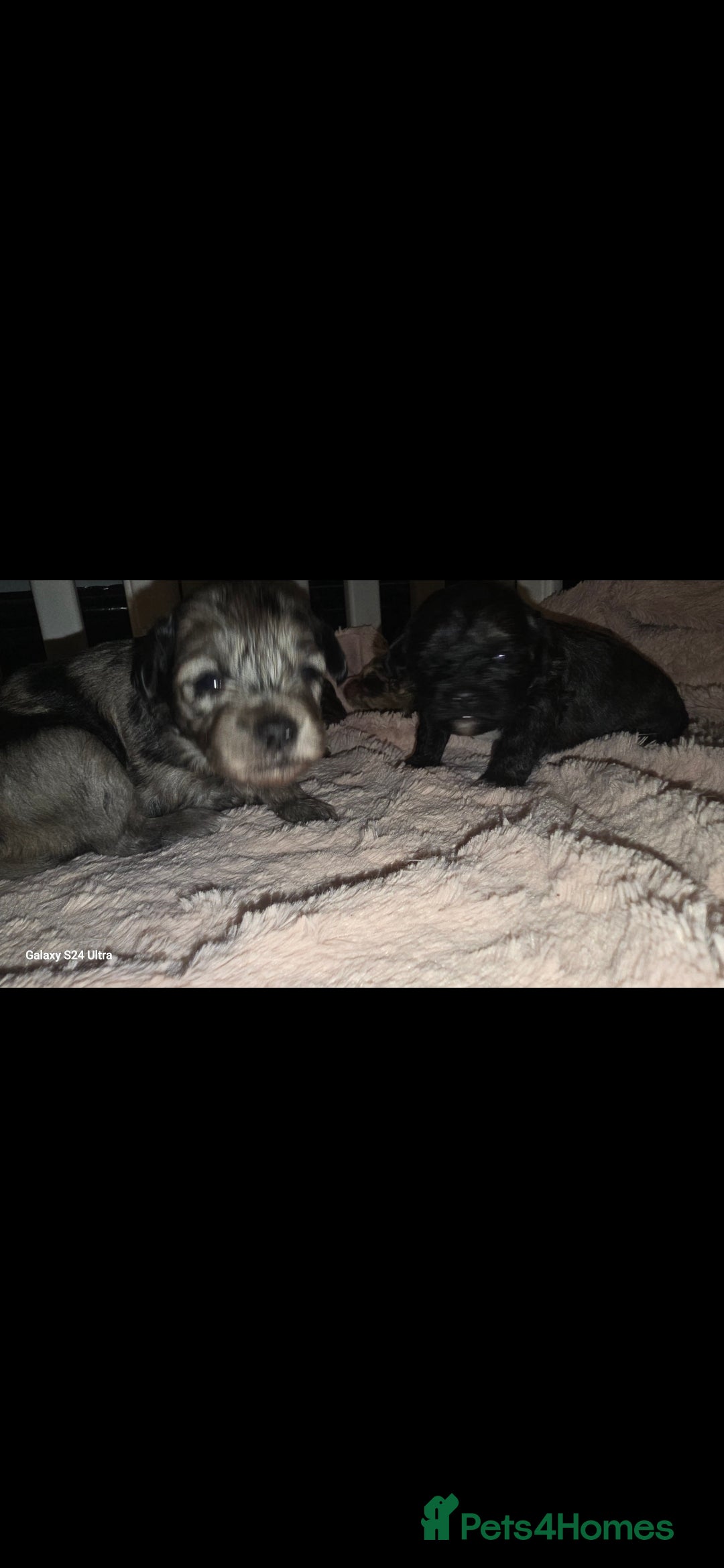 Pomapoo dogs for sale: 1 time miniature Pomapoo puppies - Image 13