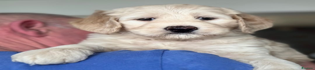 Australian Labradoodle Puppy 1