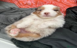 Australian Shepherd dogs for sale: Beautiful Australian Shepherd Puppies, 4 week old. - Image 8