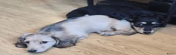 Miniature Dachshund dogs for sale: Longhair miniature daschund  - Advert 5