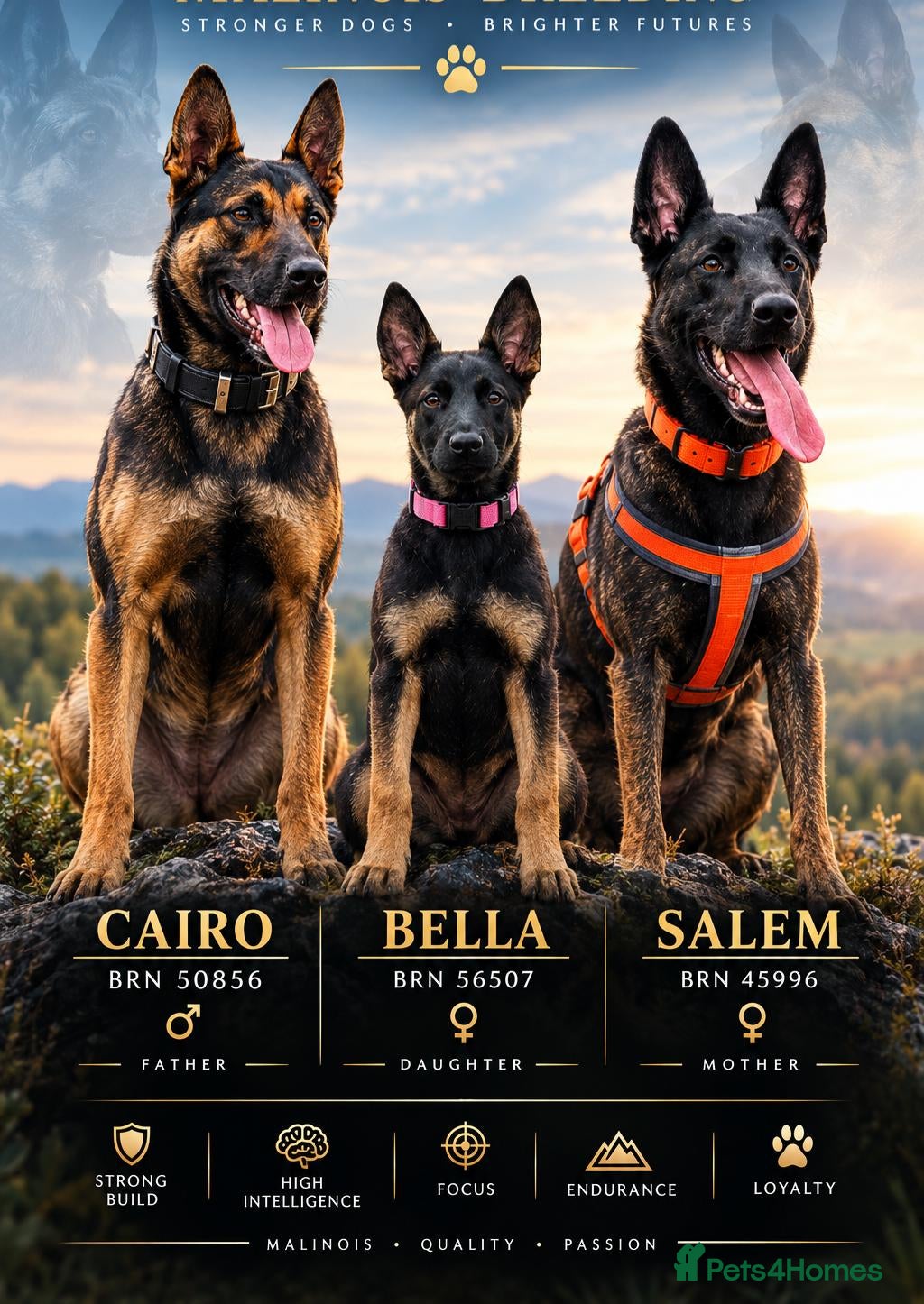 Belgian Shepherd Dog dogs Bella - Advert 1