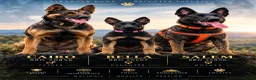 Belgian Shepherd Dog dogs for sale: Bella - Advert 1