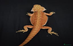 Bearded Dragon reptiles for sale: Red Bearded Dragon needs a new home - Image 6