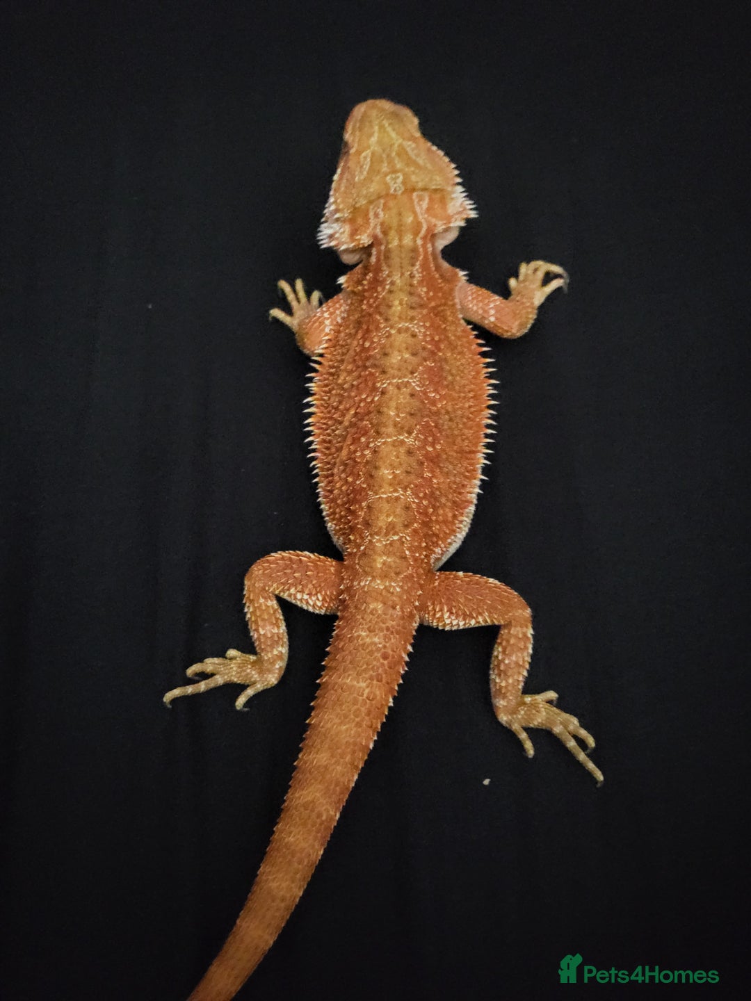 Bearded Dragon reptiles for sale: Red Bearded Dragon needs a new home - Image 6