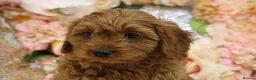 Cavapoo dogs for sale: *HEALTH TESTED* Cavapoo Puppies - Advert 14