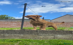 Labrador Retriever dogs for stud: LABRADOR FOR STUD - Image 4