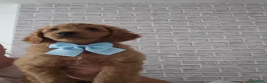 Cavapoo 3