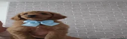 Cavapoo dogs for sale: Adorable Cavapoo Puppies Looking for Loving Homes - Advert 21