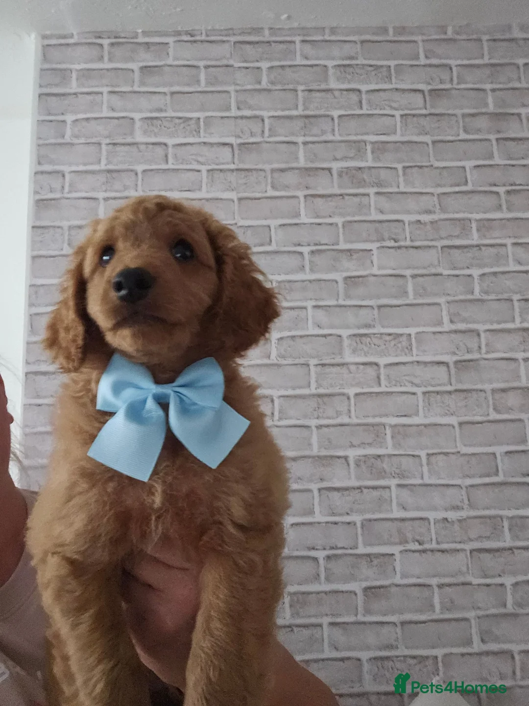 Cavapoo dogs for sale: Adorable Cavapoo Puppies Looking for Loving Homes - Advert 21