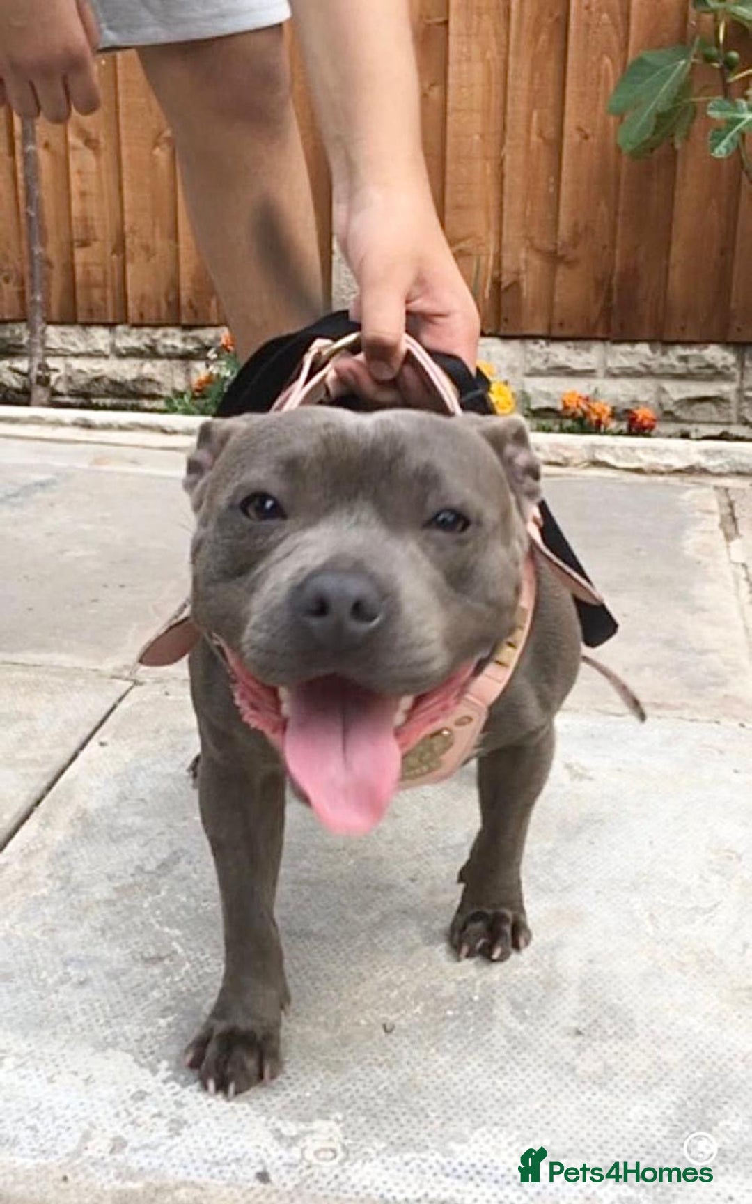 Staffordshire Bull Terrier dogs for sale: STUNNING CHAMPION BRED LITTER - Image 20