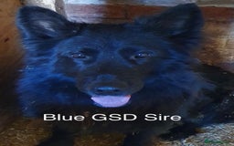 German Shepherd dogs for sale: Blue sable German shepherds  - Image 2