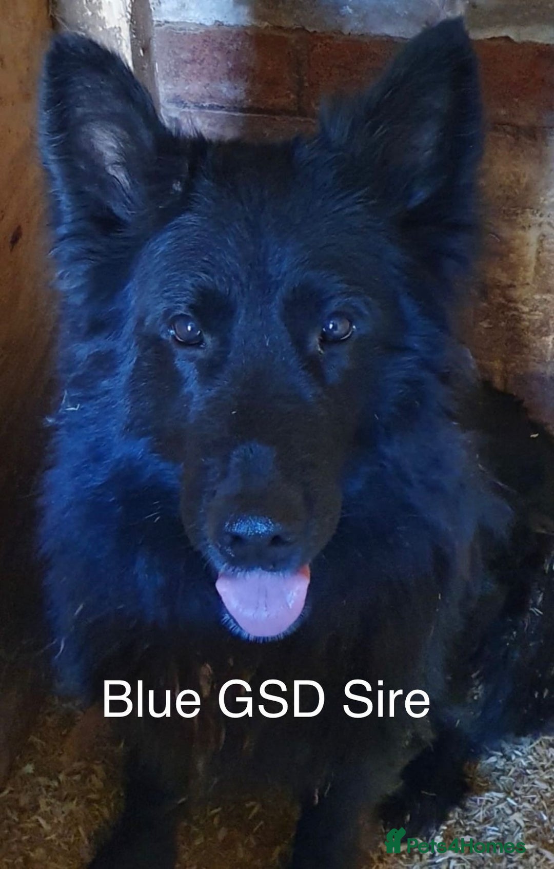 German Shepherd dogs for sale: Blue sable German shepherds  - Image 2