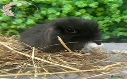 Mini Lop rabbits for sale: Gorgeous Pure Bred Mini Lop Ready To Leave  - Image 5