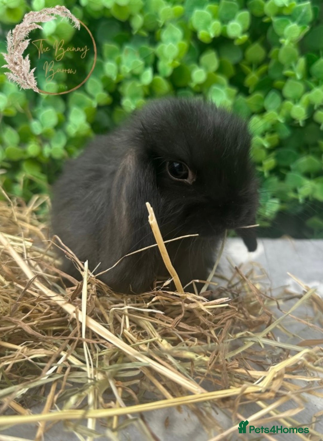 Mini Lop rabbits for sale: Gorgeous Pure Bred Mini Lop Ready To Leave  - Image 5
