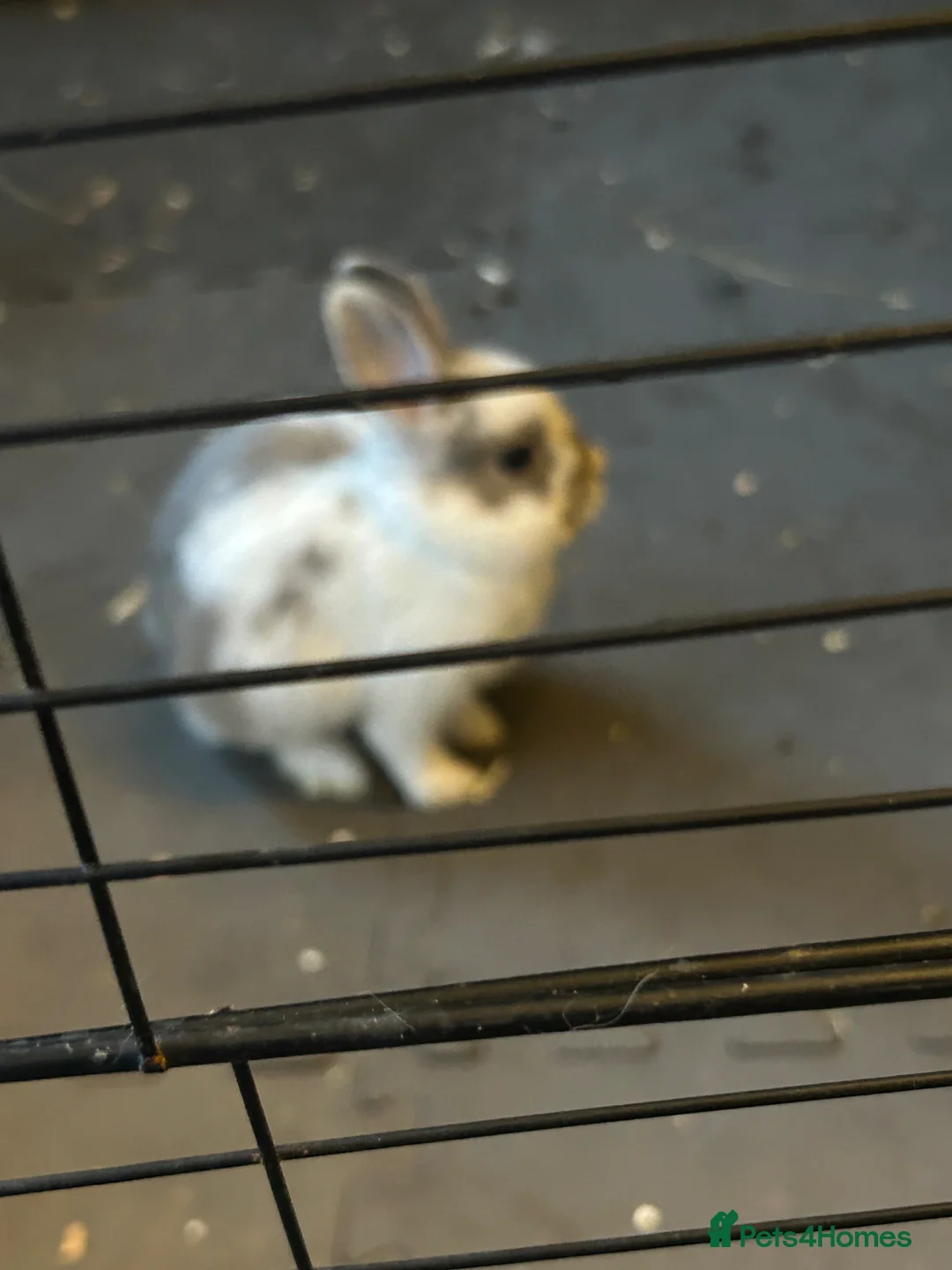 Mixed Breed rabbits for sale: Mixed breed baby rabbits - Advert 2