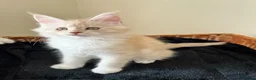 Maine Coon cats for sale: GCCF pedigree female Maine Coon kittens  - Advert 11