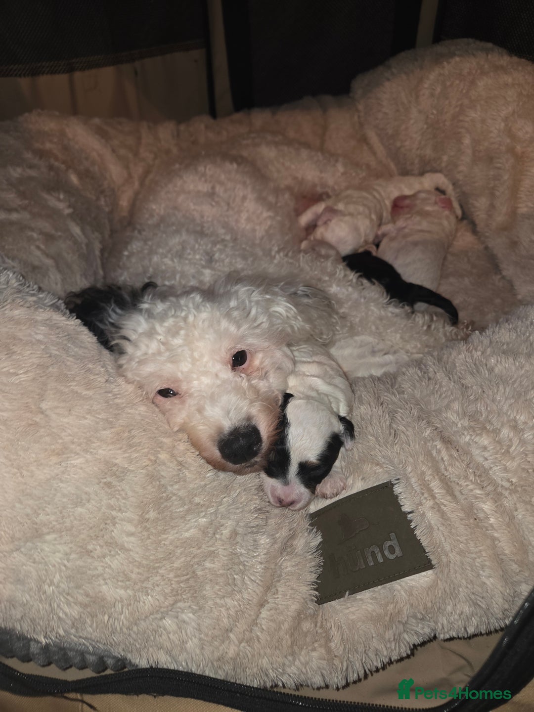 Cavapoo dogs for sale: F1B Cavapoo Puppies 4 boys avialable - Advert 10