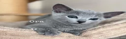 Russian Blue cats for sale: Beautiful full pedigree Russian Blue siblings  - Advert 12