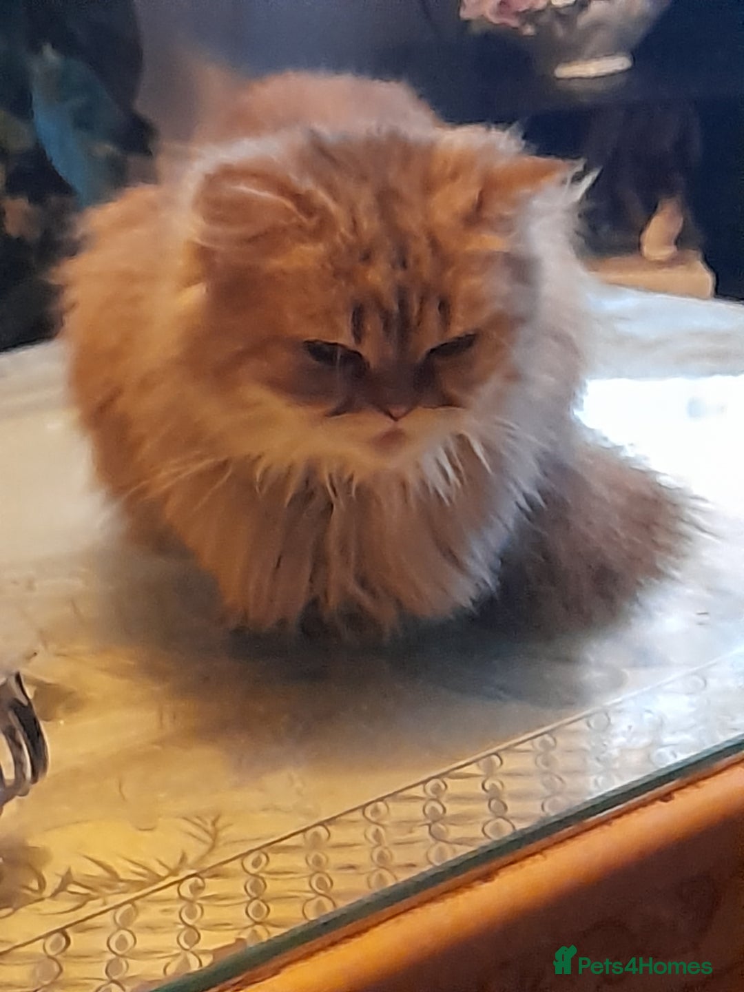 Persian cats for sale: Beautiful Golden persian - Advert 2