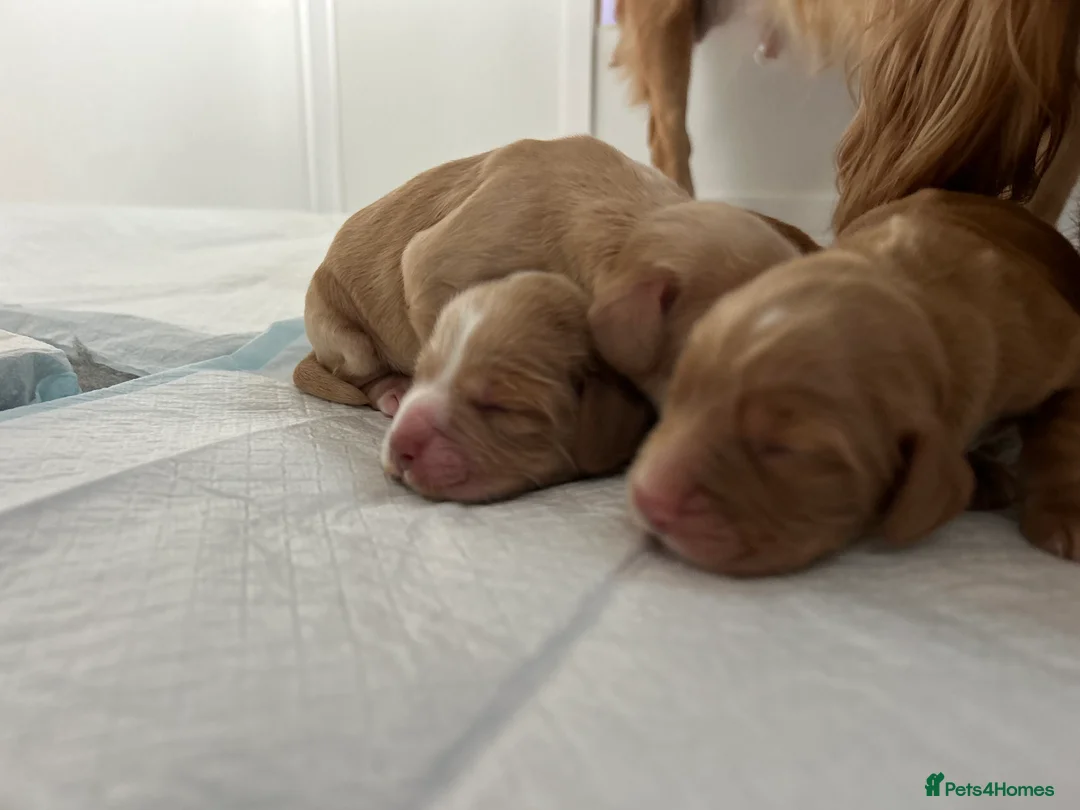 Cocker Spaniel dogs for sale: KC Registered and Vet checked Pups - Advert 19