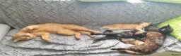 Mixed Breed cats for sale: Little best friends - Advert 6