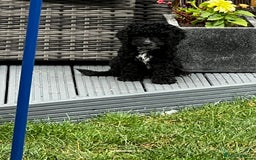 Cockapoo dogs for sale: Reduced!!! Last 2 ready now, F1B Cockapoos in Whitley Bay - Image 26