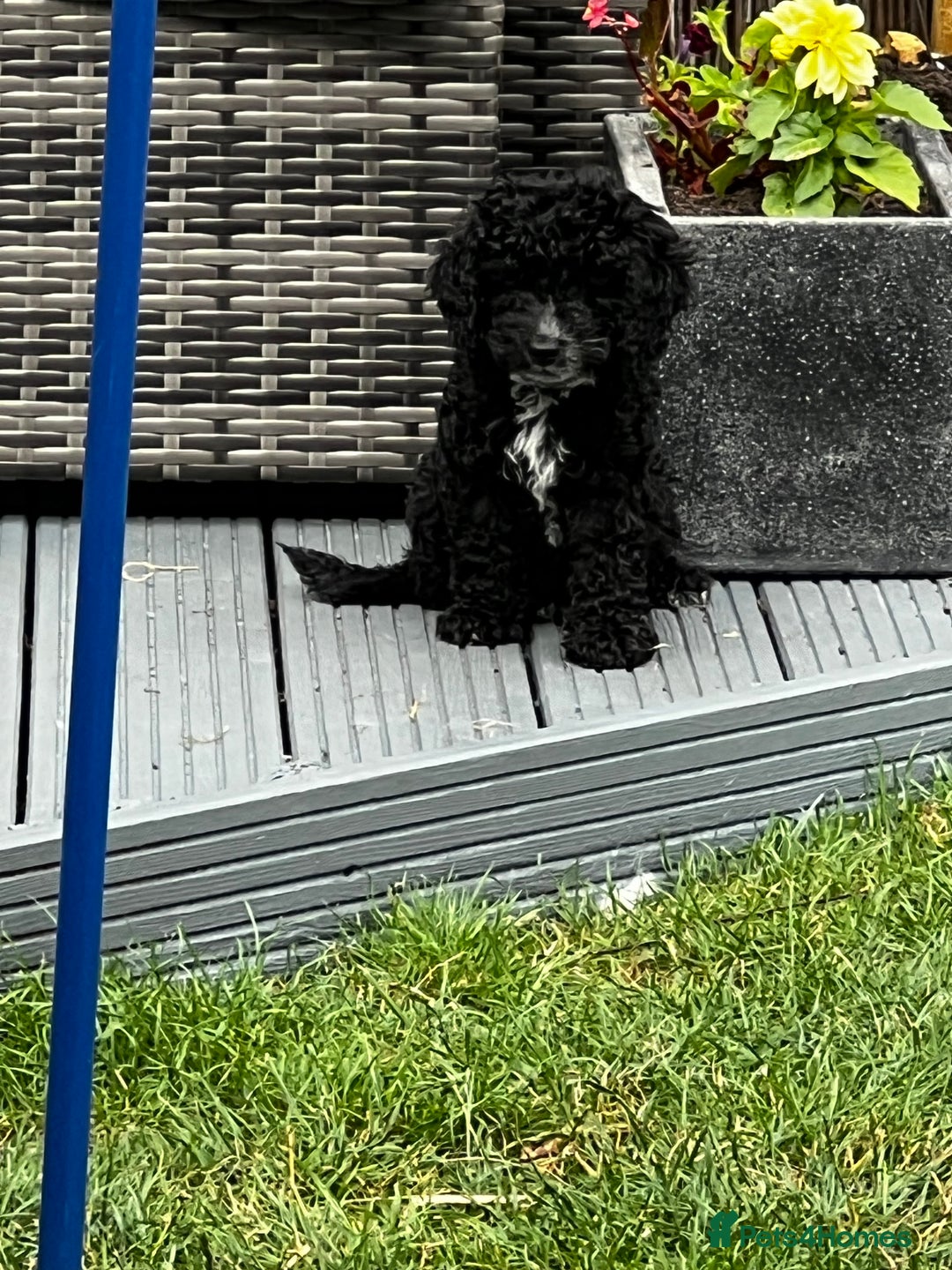 Cockapoo dogs for sale: Reduced!!! Last 2 ready now, F1B Cockapoos in Whitley Bay - Image 26