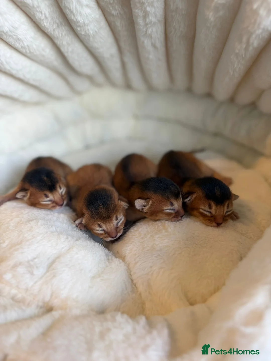 Abyssinian cats for sale: Abyssinian kitten - Advert 1