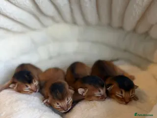 Abyssinian cats Abyssinian kitten - Advert 1
