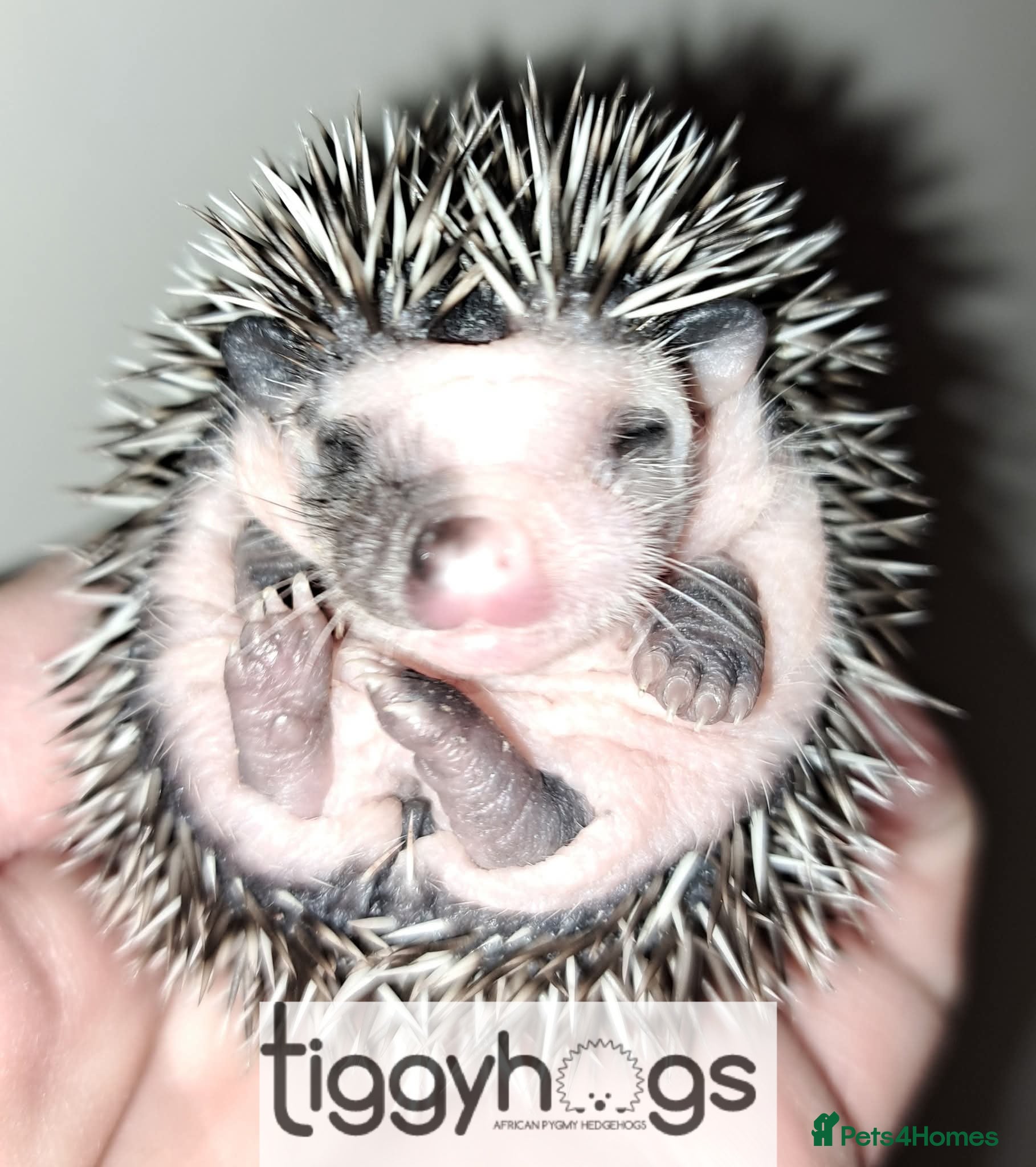 Pygmy Hedgehog rodents  Now reserved.  New litters due soon  - Advert 2