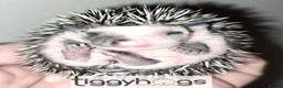 Pygmy Hedgehog rodents for sale:  Now reserved.  New litters due soon  - Advert 2