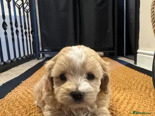 Maltipoo dogs Teddy Bear Maltipoo puppies - Advert 2