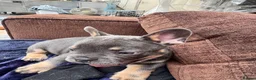 Mixed Breed dogs for sale: French bulldog x Yorkshire terrier - Advert 7