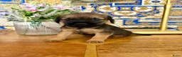 Border Terrier dogs for sale: ⭐ KC REG SLEM CLEAR BORDER TERRIER PUPPIES ⭐  - Advert 5
