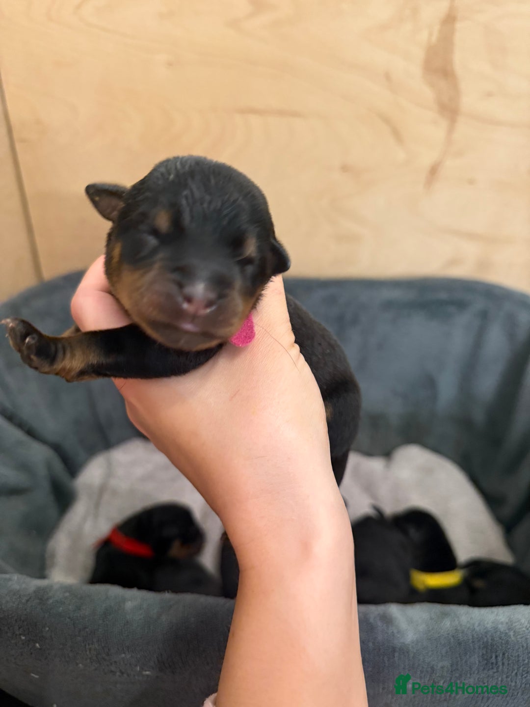 Rottweiler dogs for sale: Chunky Rottweiler puppies - Advert 7