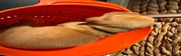 Labrador Retriever dogs for sale: Gorgeous Fox Red Labrador Puppies. - Advert 18