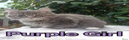 Maine Coon cats for sale: Maine Coon kittens "Pureee Love" - Advert 10