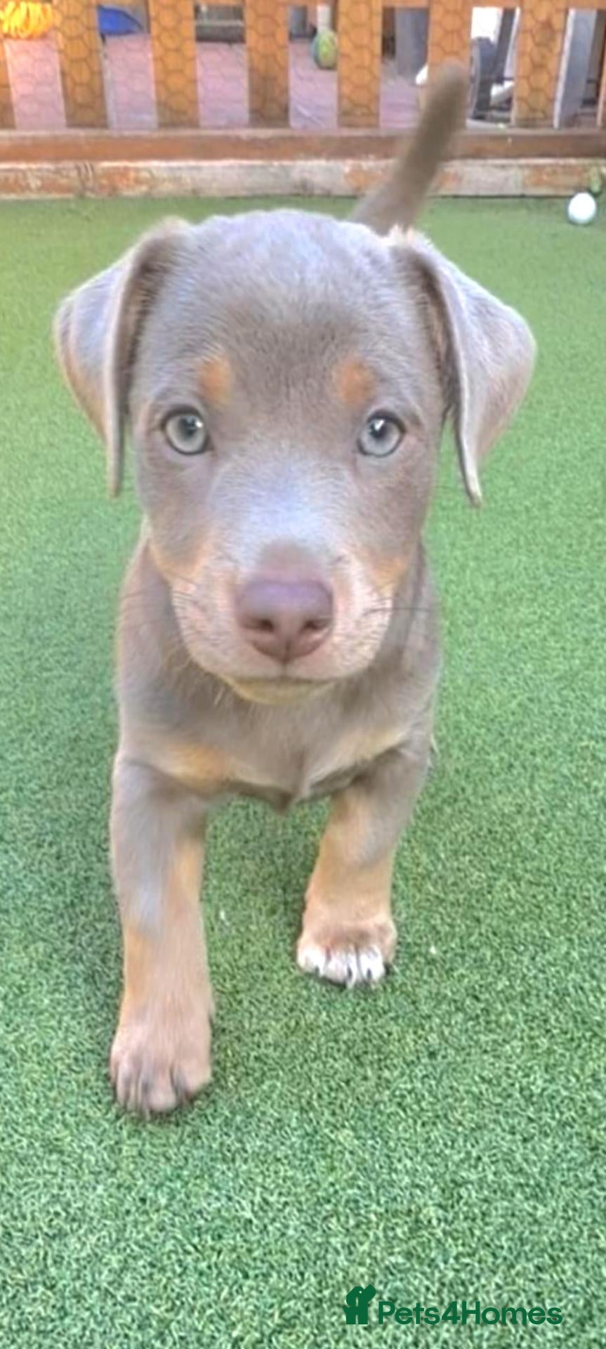 Jack Russell dogs Lilac Jack Russell puppy! 1 boy available - Advert 6