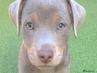 Jack Russell dogs Lilac Jack Russell puppy! 1 boy available - Advert 6