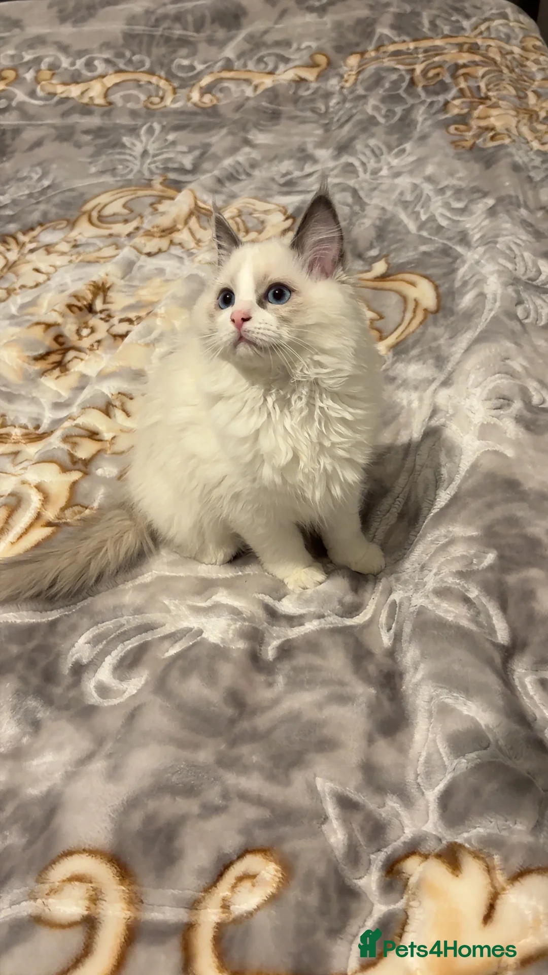 Ragdoll cats for sale: White Female Ragdoll for sale - Advert 5
