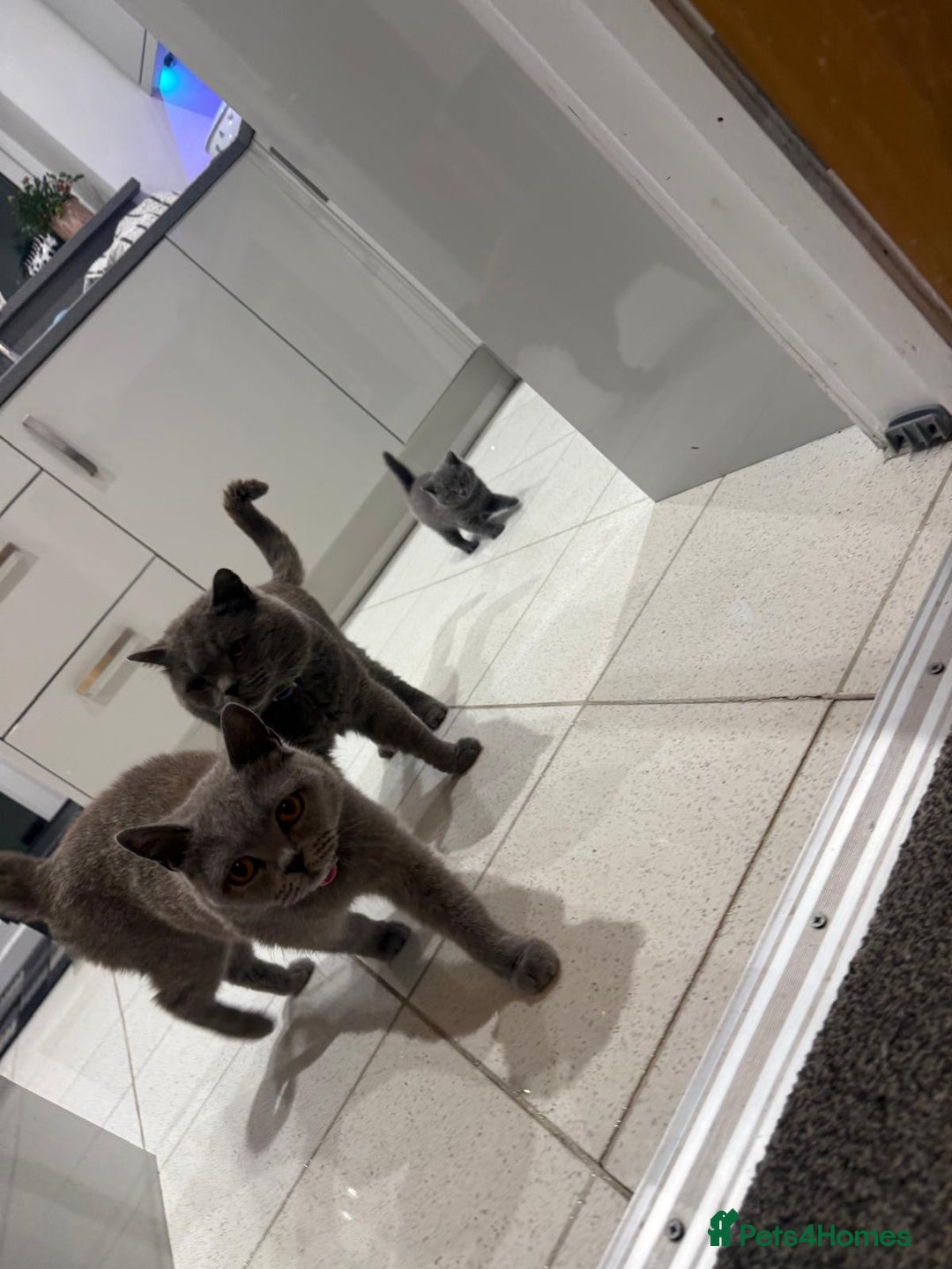 British Shorthair cats for sale: British blue - Image 5