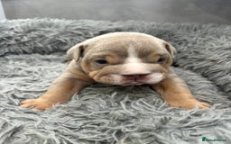 English Bulldog dogs for sale: English bulldog puppies  - Advert 1