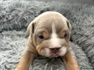 English Bulldog dogs English bulldog puppies - Advert 1